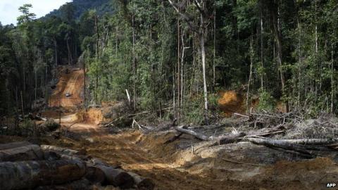 China causes deforestation