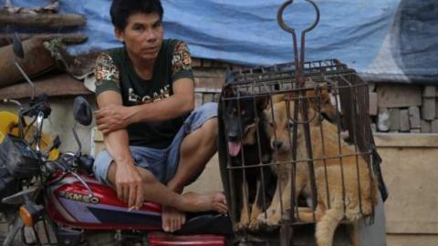 mistreated dogs caged and sold for meat in China