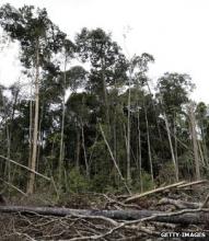deforestation, 