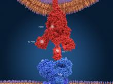 Covid-19 variants mutations